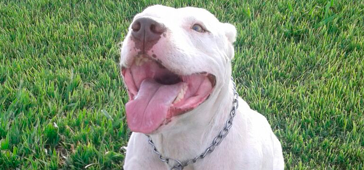 40 MANEIRAS DE FAZER SEU CACHORRO FELIZ (PARTE 3)