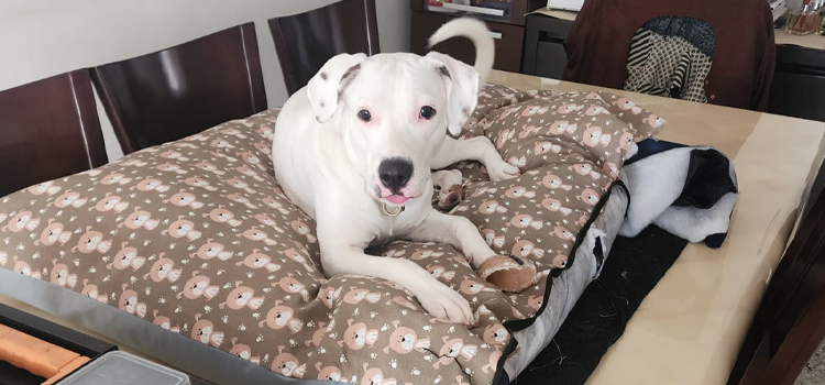 Como adaptar um novo cachorro em sua casa