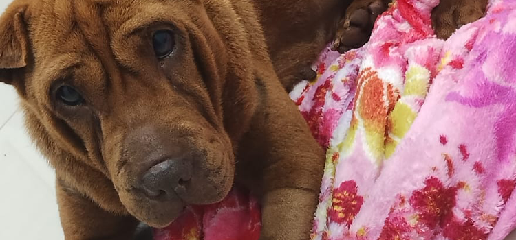 50 ideias de nomes para cães fêmeas 