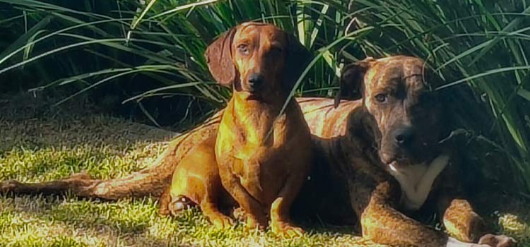 5 maneiras de prevenir e lidar com o estresse em cães