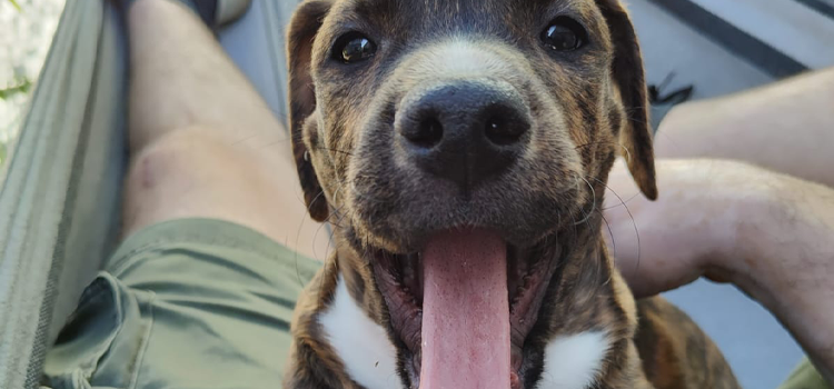Porque adotar um cão de ONG? Benefícios e responsabilidades.