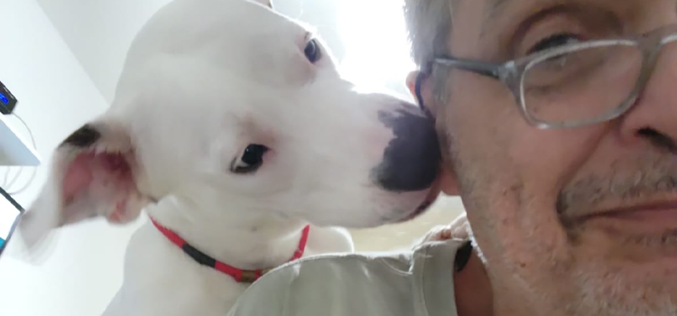 Melhores atividades para se divertir com seu cão