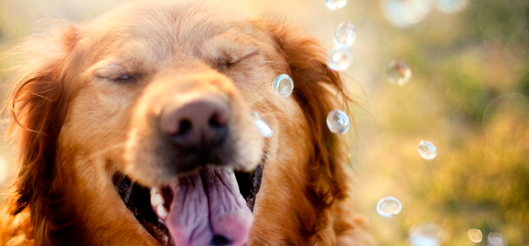 40 Maneiras de fazer seu cachorro feliz (Parte 2)