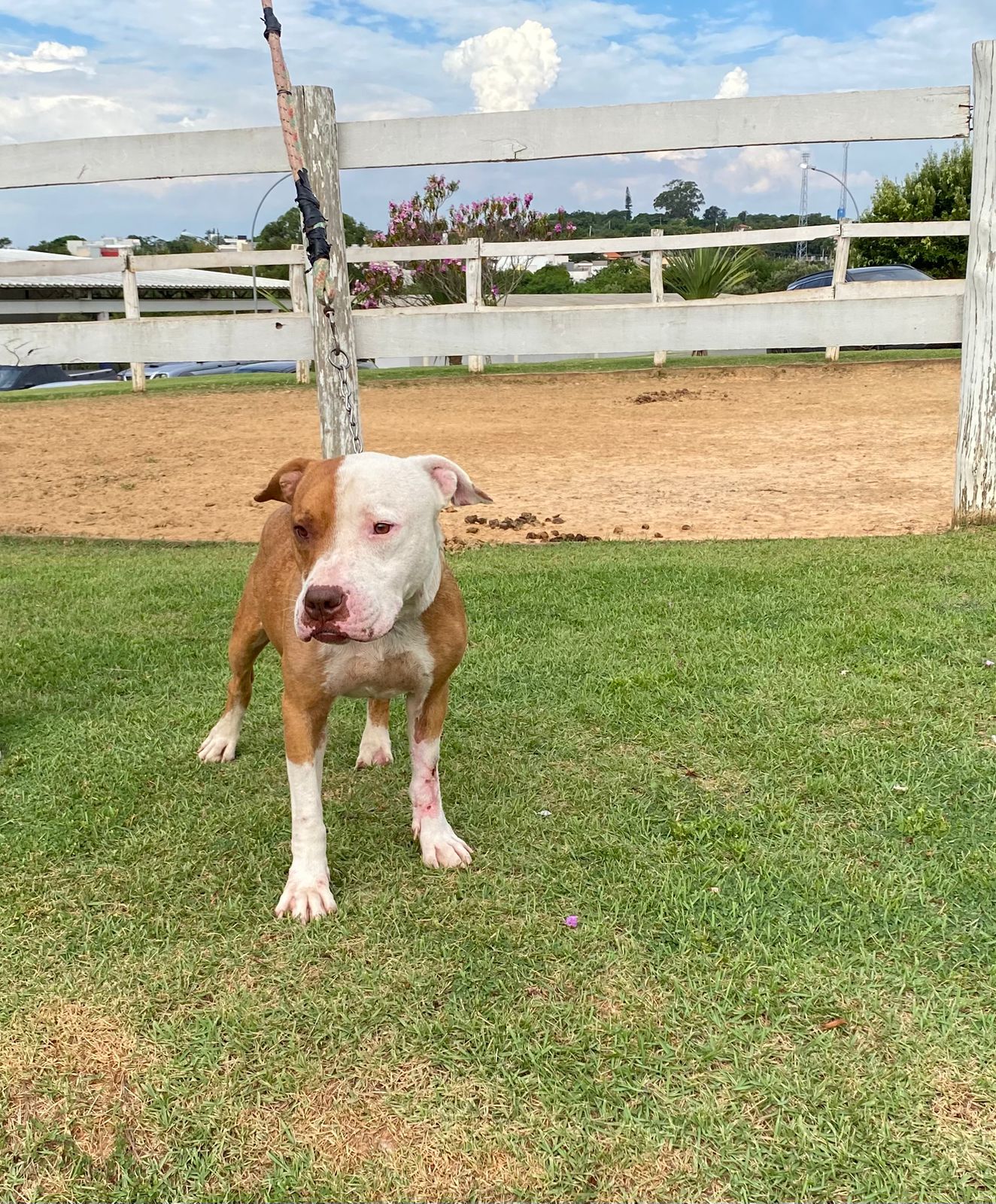 Cães para Adoção