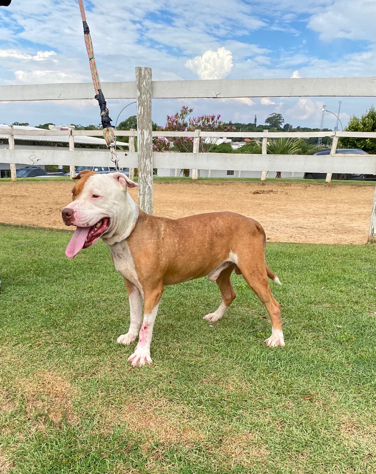 Cães para Adoção