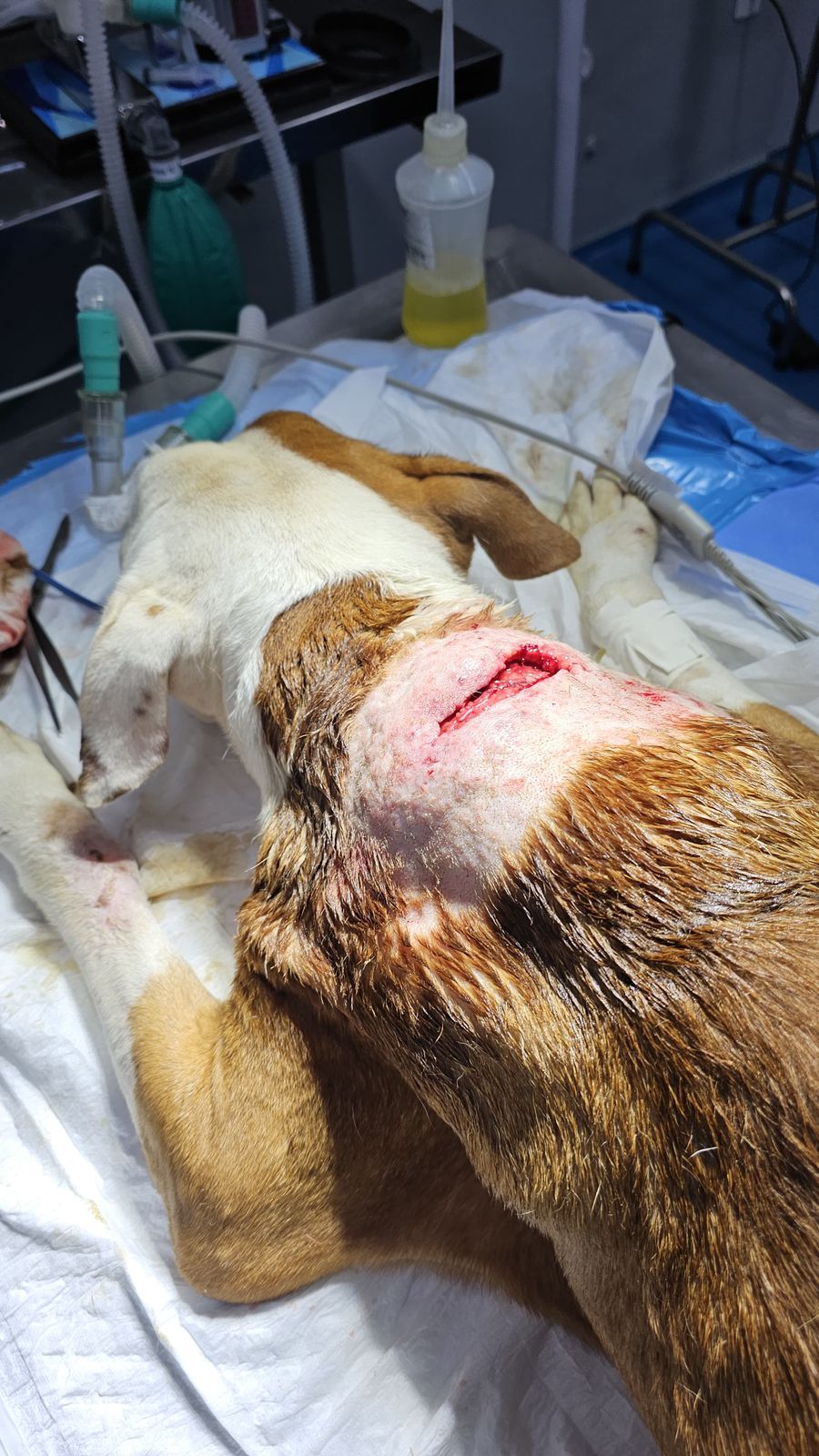 Cães para Adoção