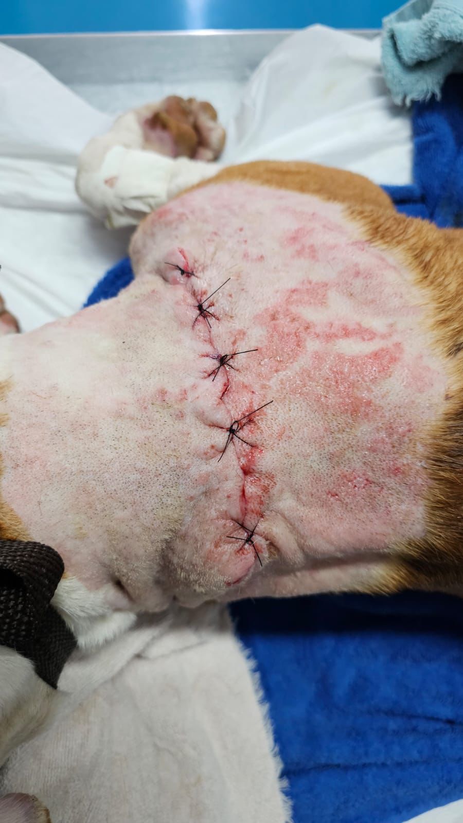Cães para Adoção