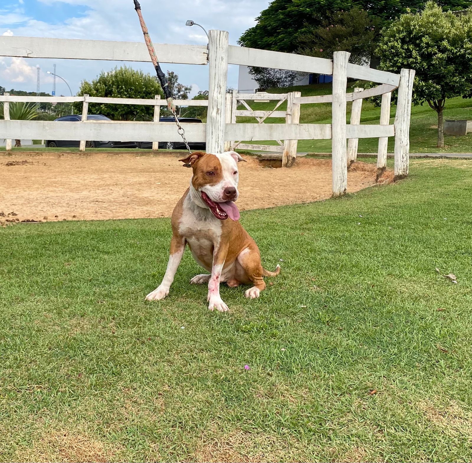 Cães para Adoção