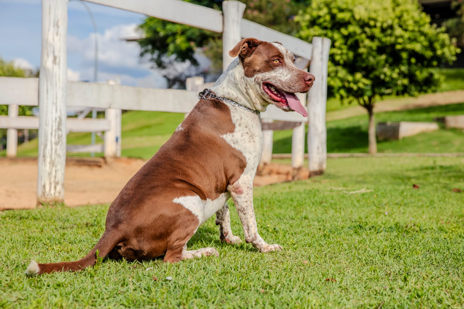 Cães para Adoção