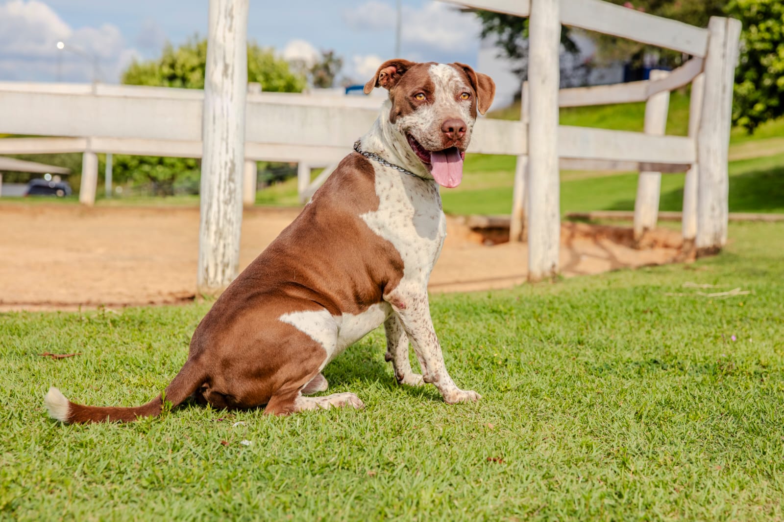 Cães para Adoção