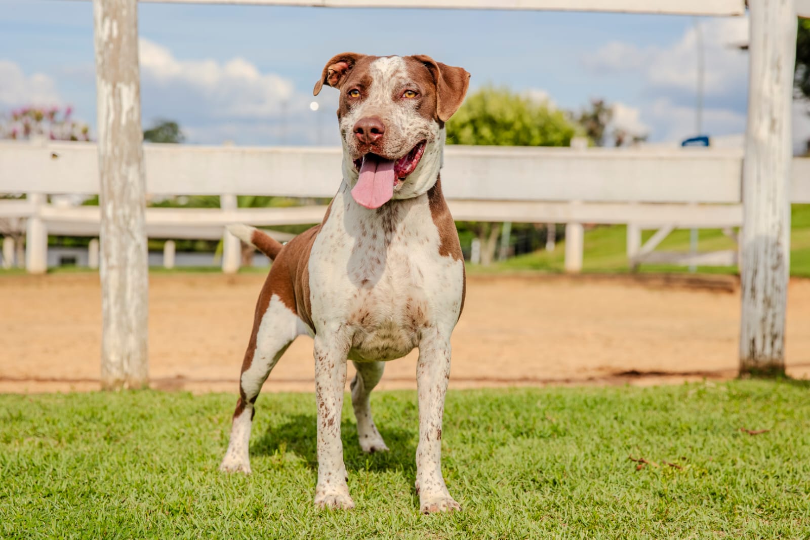 Cães para Adoção