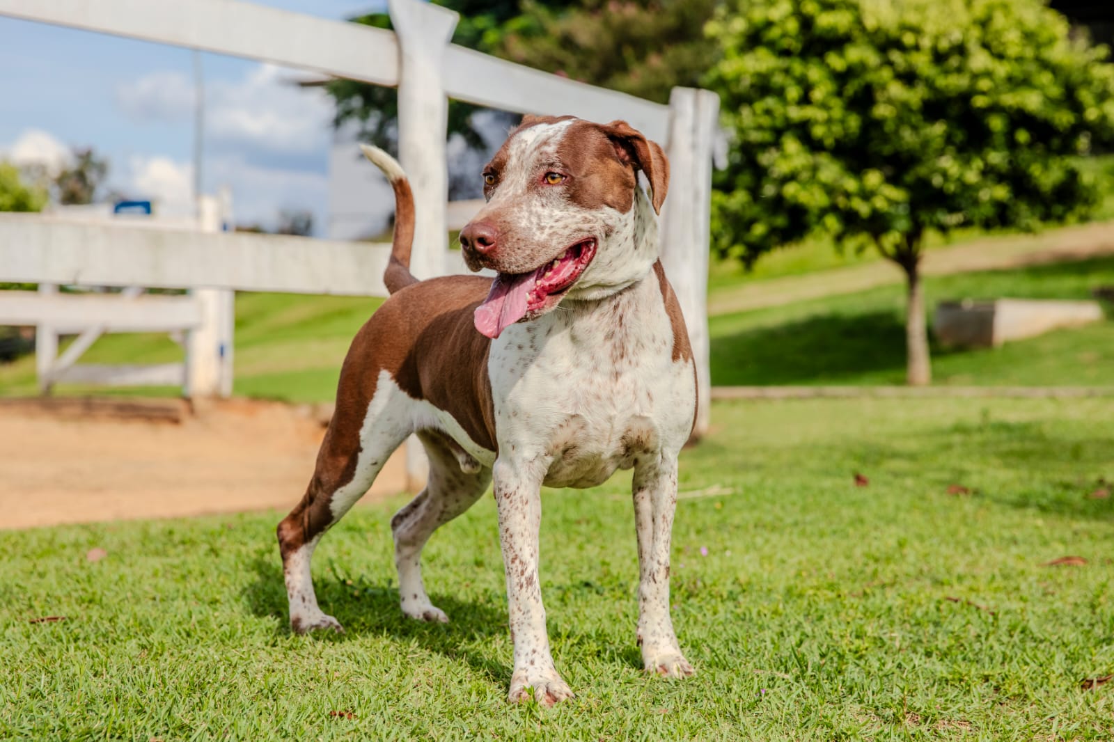 Cães para Adoção