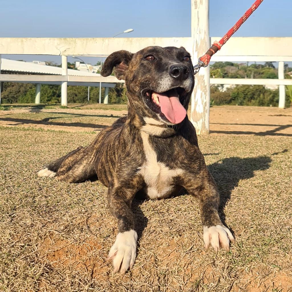 Cães para Adoção