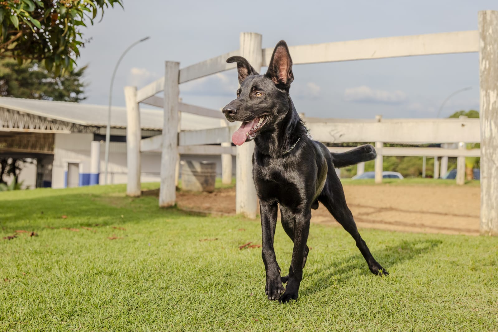 Cães para Adoção