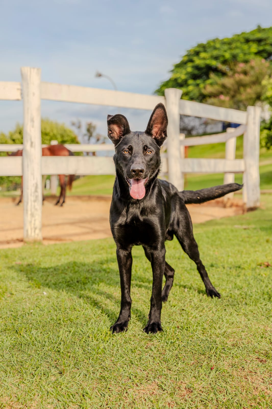 Cães para Adoção