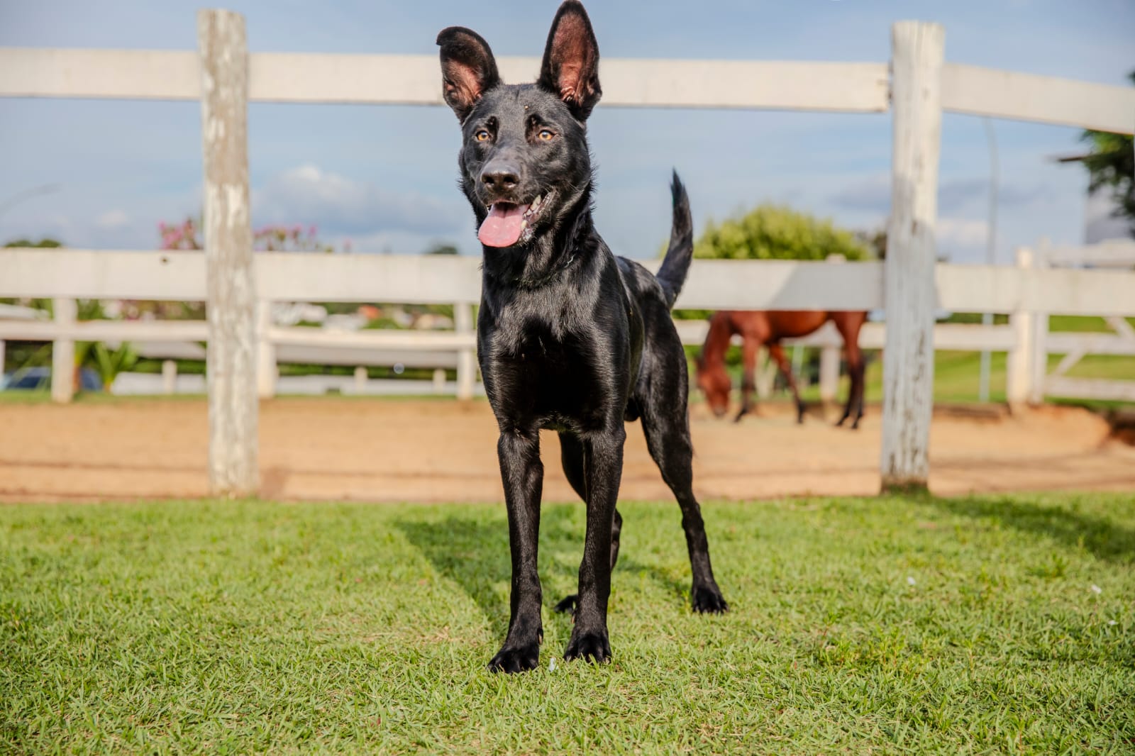 Cães para Adoção