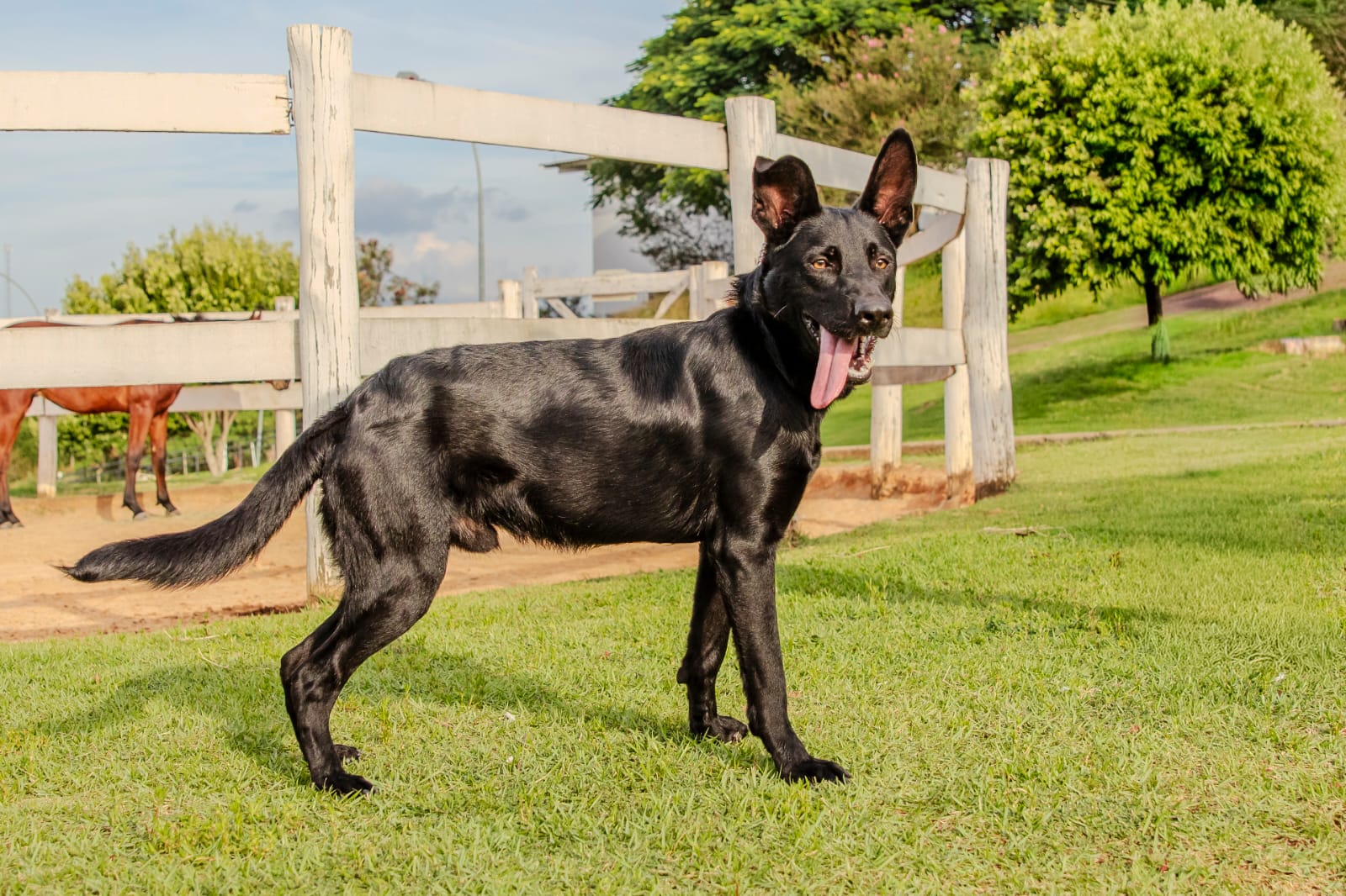 Cães para Adoção