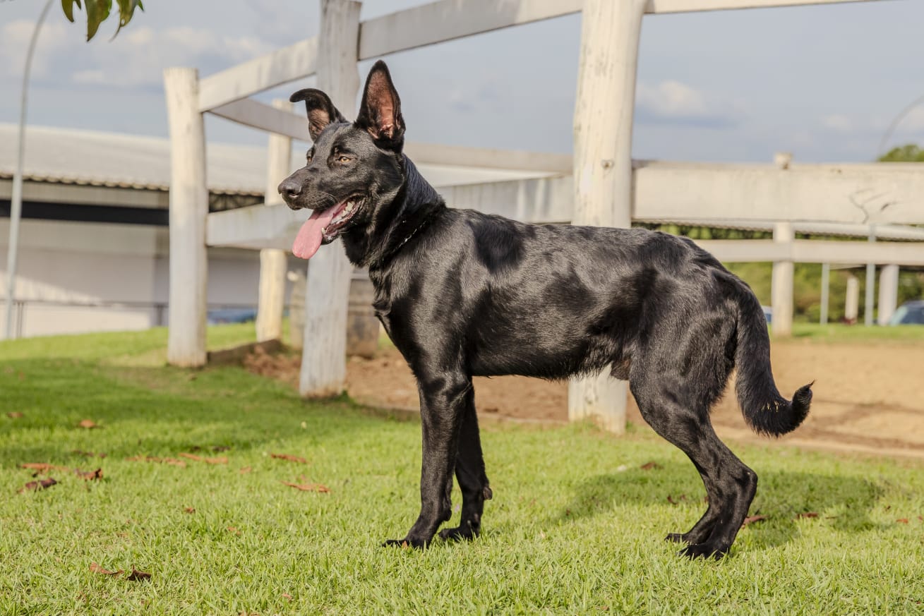 Cães para Adoção