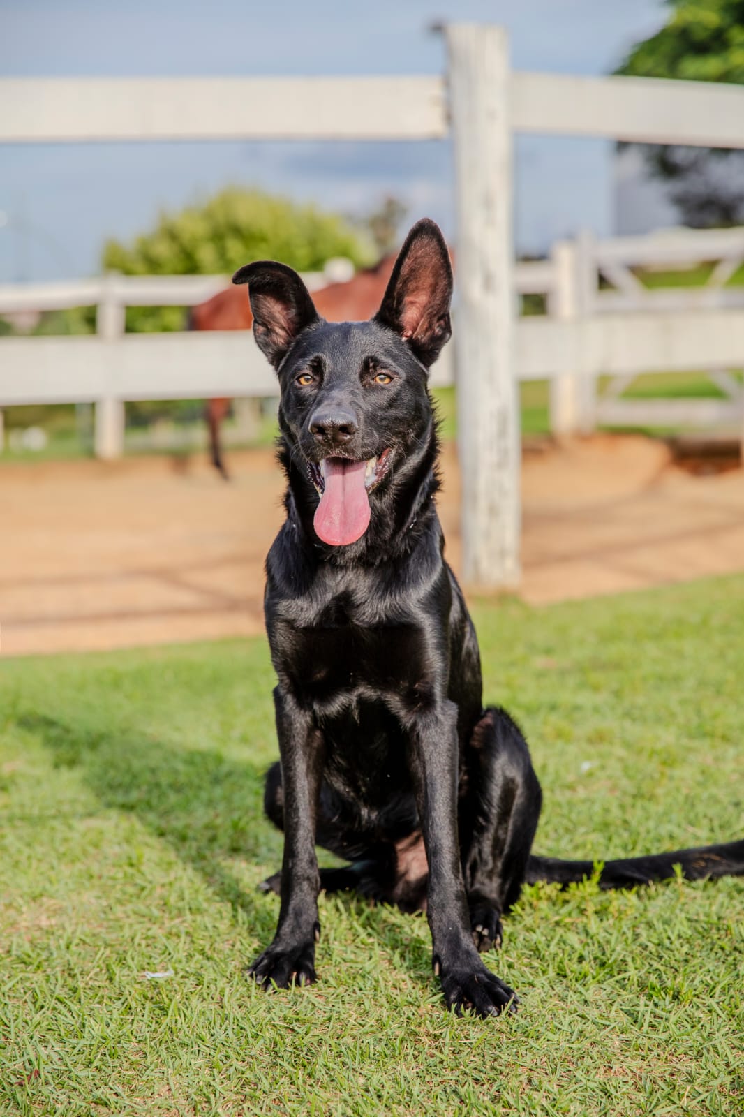 Cães para Adoção