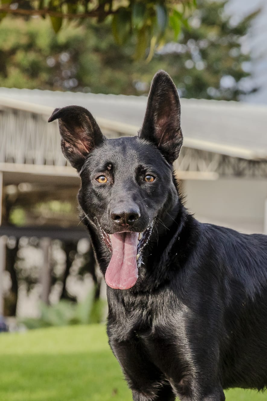 Cães para Adoção