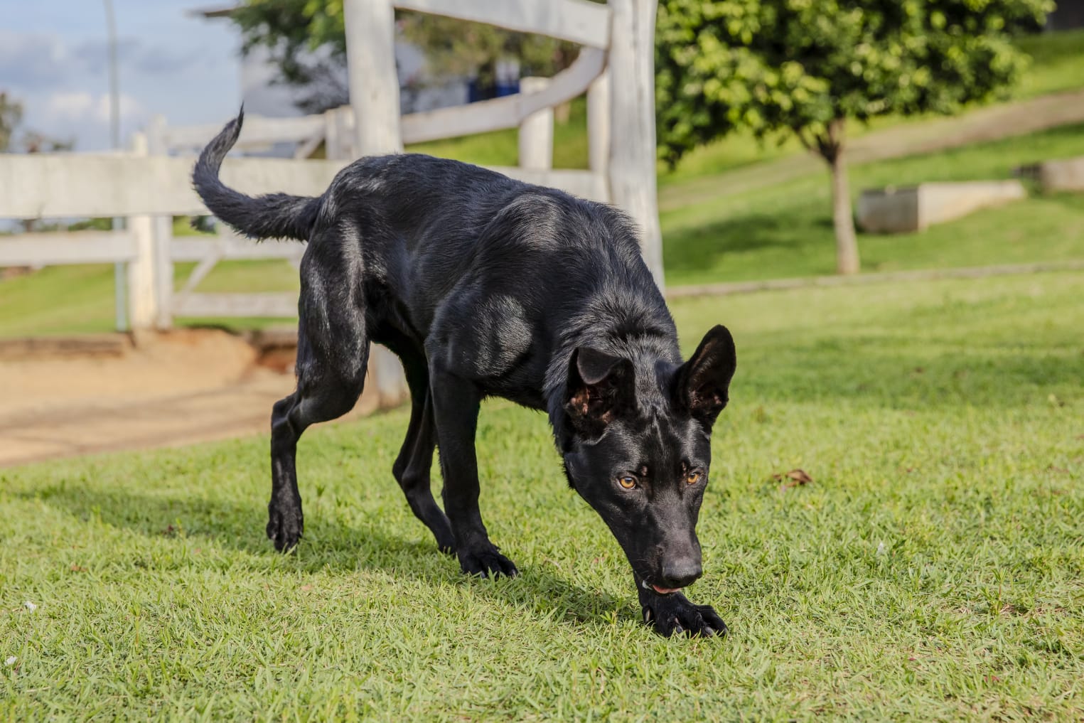 Cães para Adoção