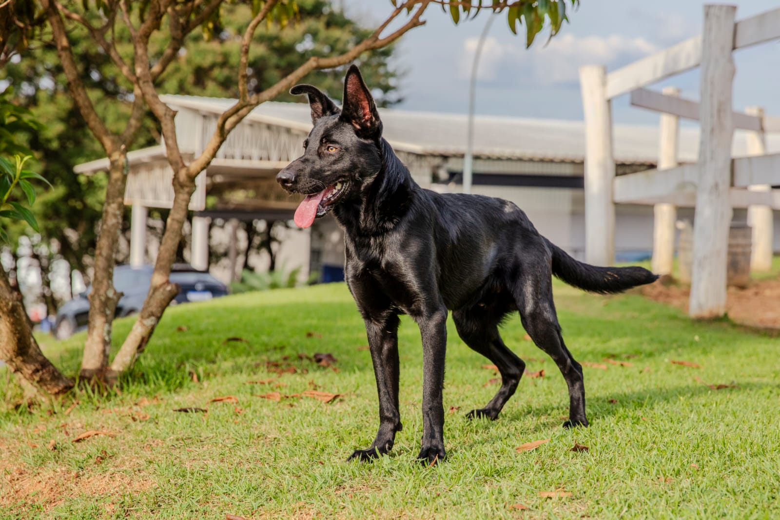 Cães para Adoção