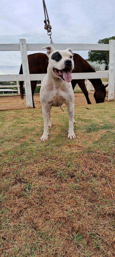 Cães para Adoção