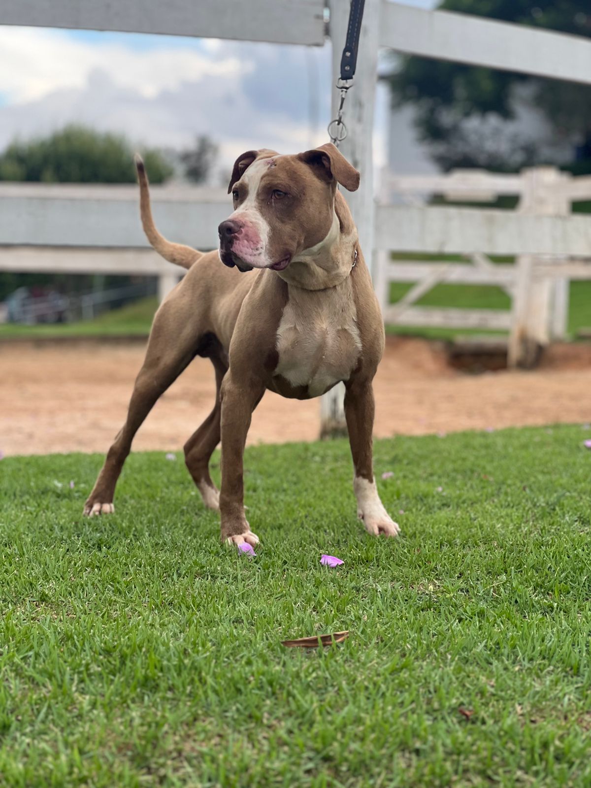 Cães para Adoção