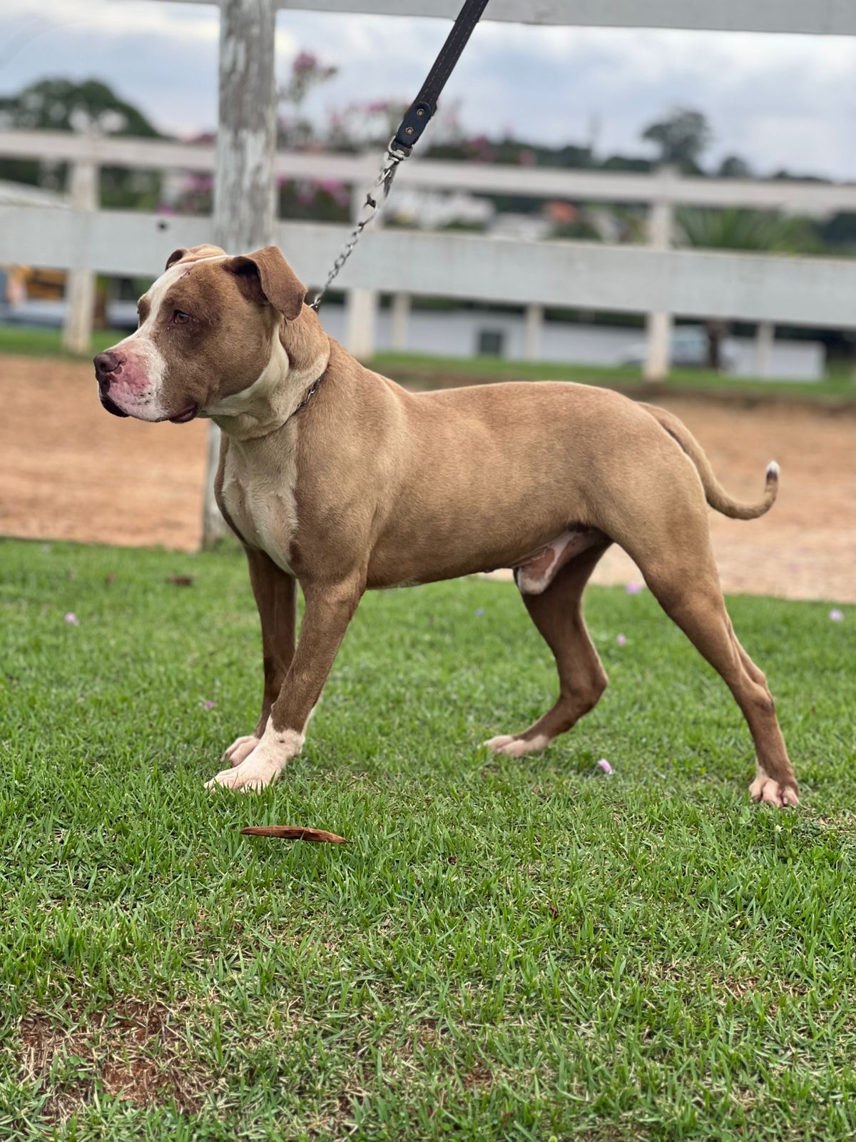 Cães para Adoção