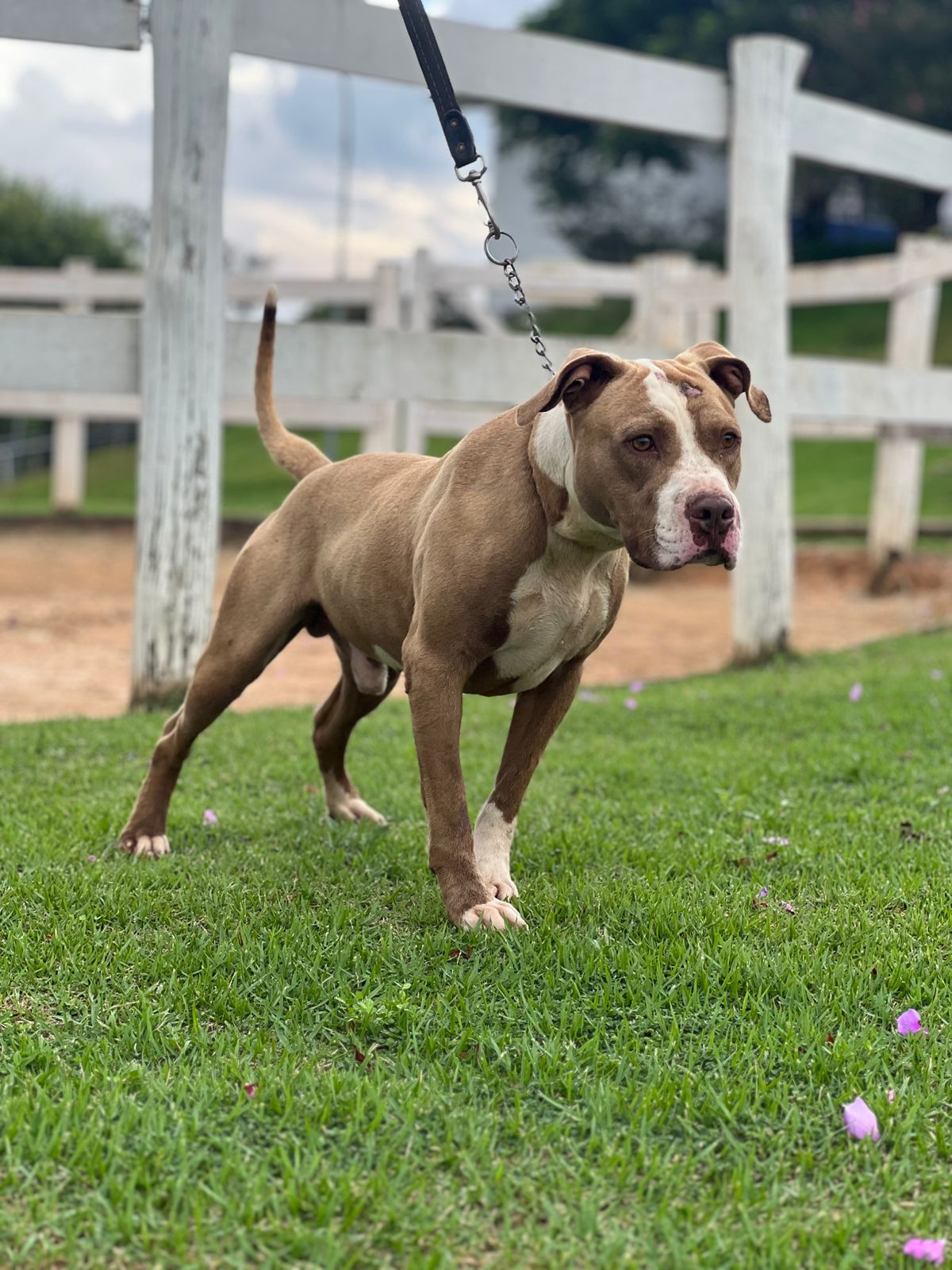 Cães para Adoção
