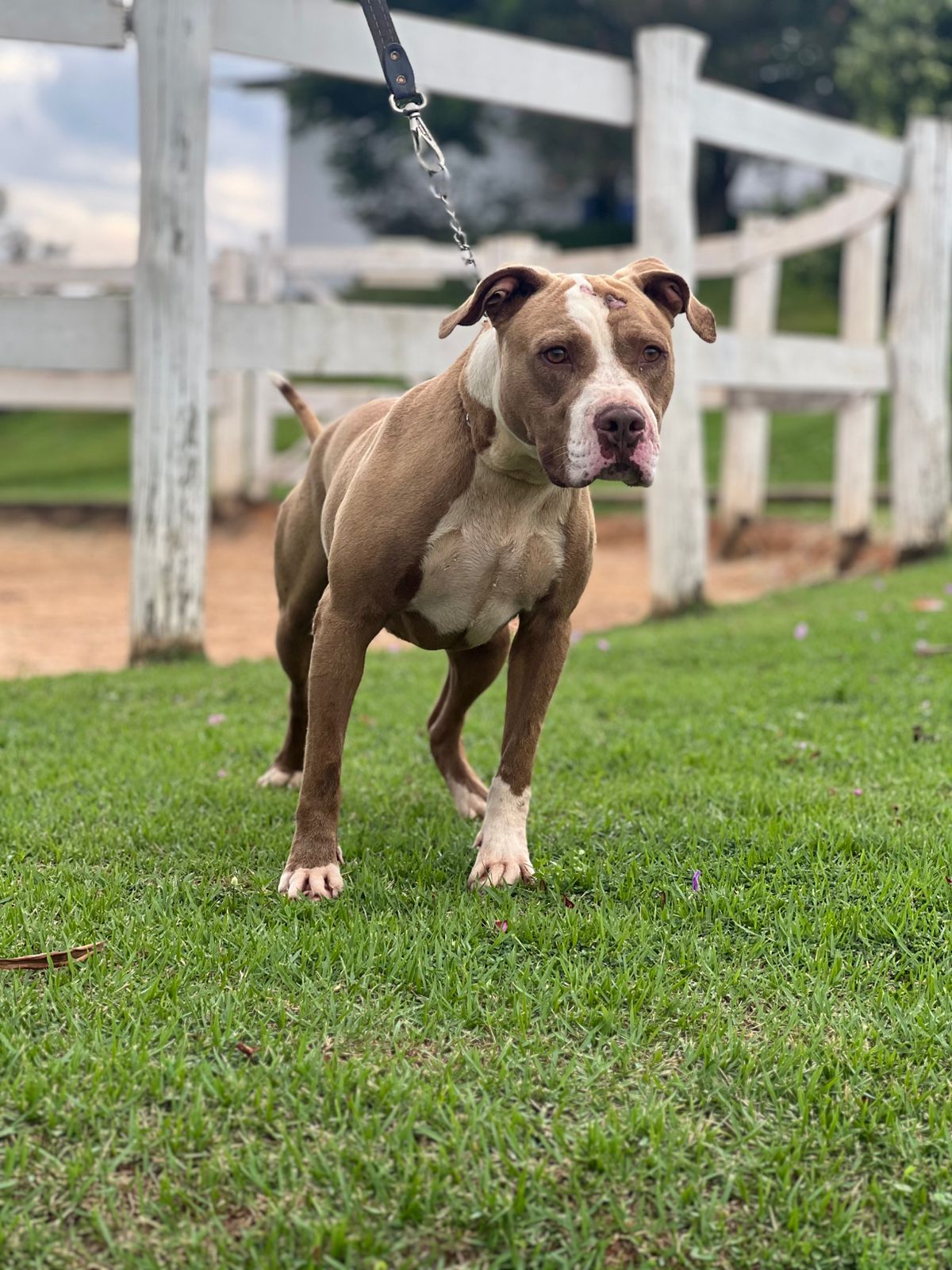 Cães para Adoção