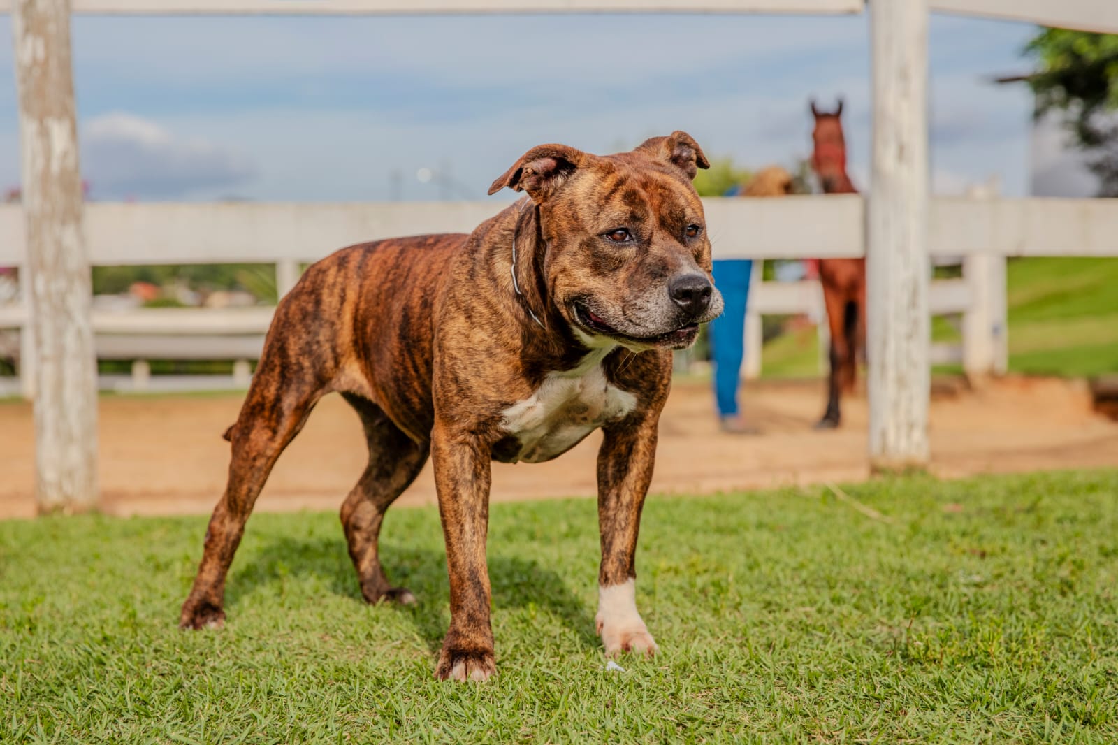 Cães para Adoção