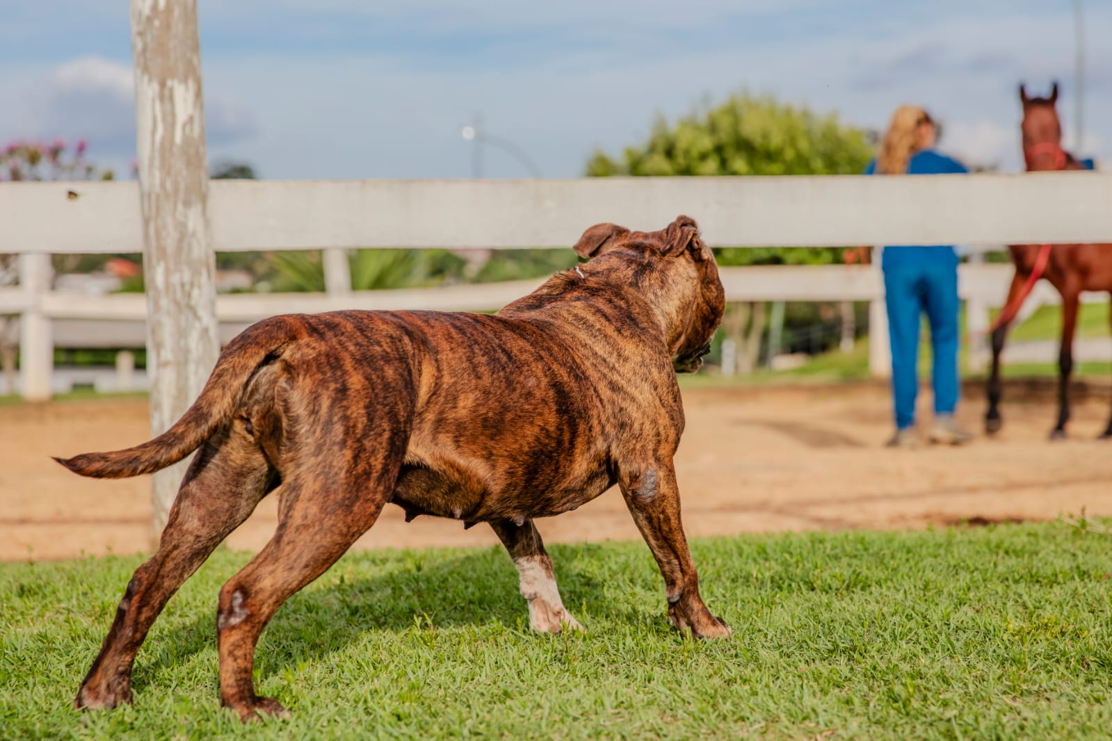 Cães para Adoção