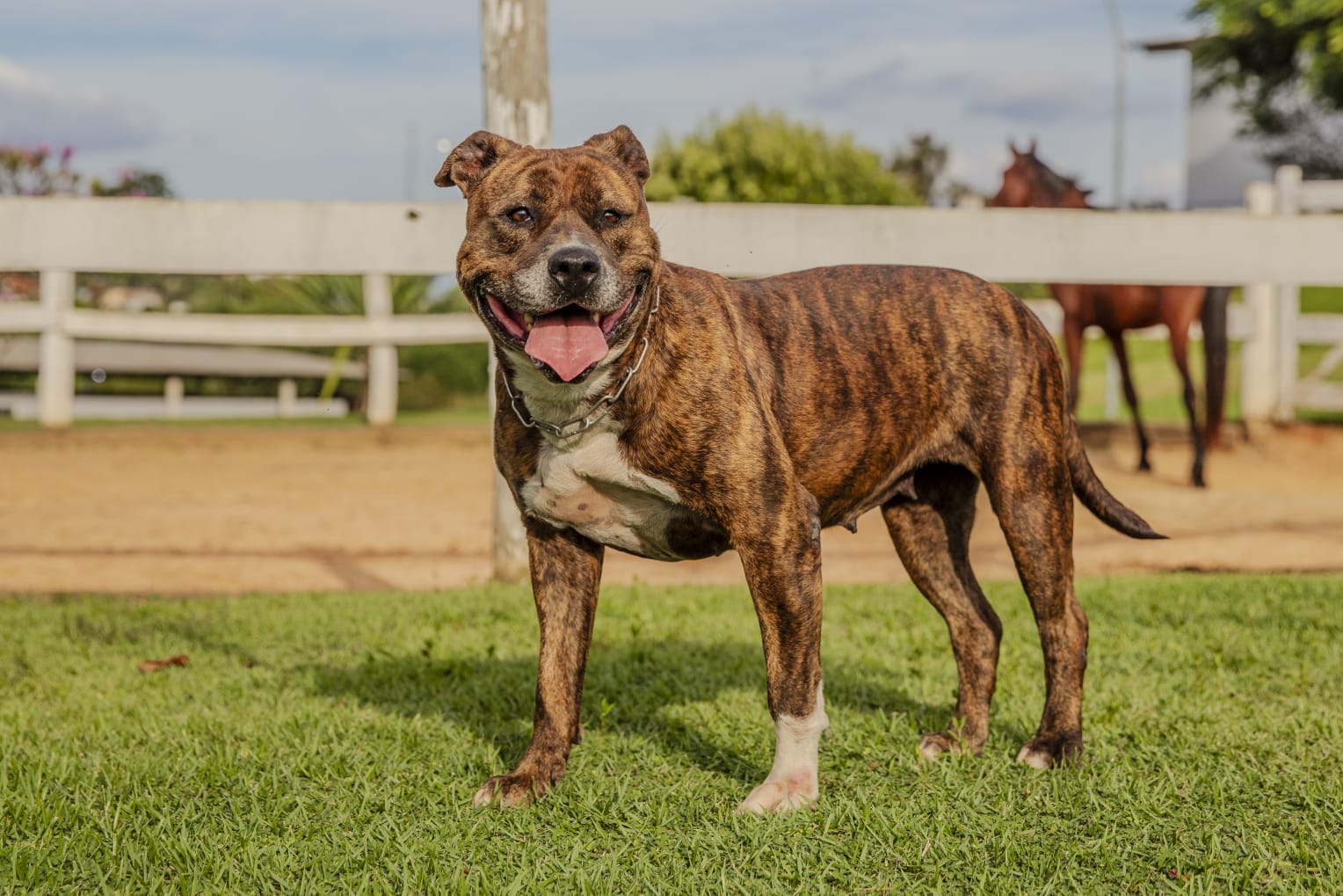Cães para Adoção