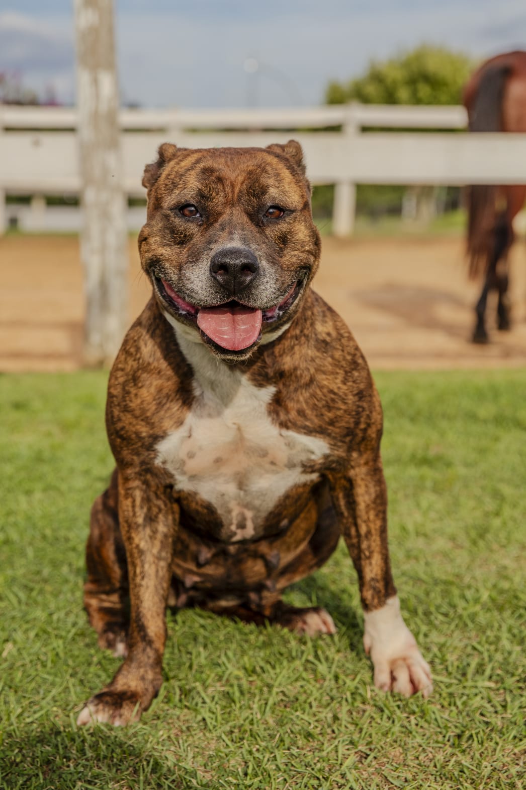 Cães para Adoção