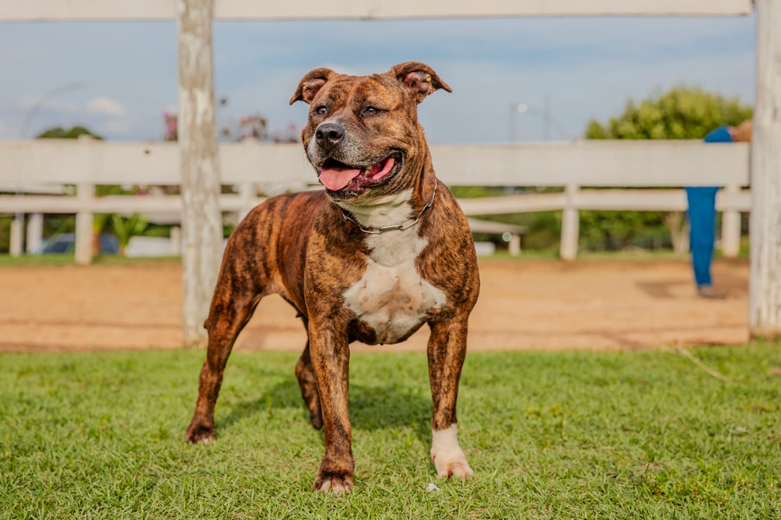 Cães para Adoção