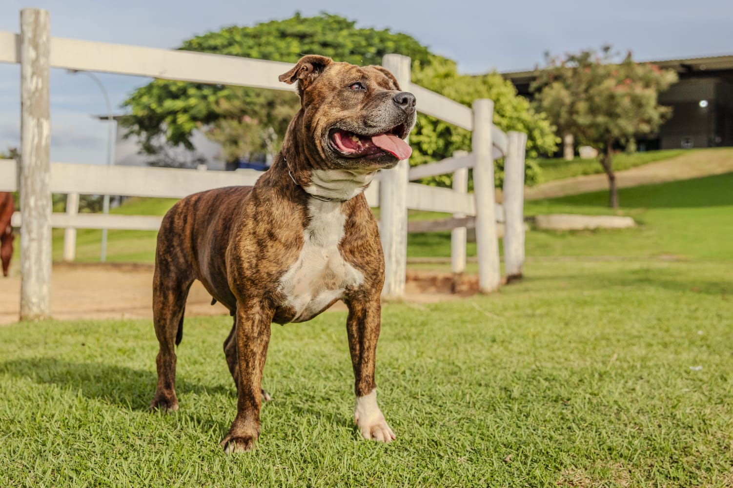 Cães para Adoção