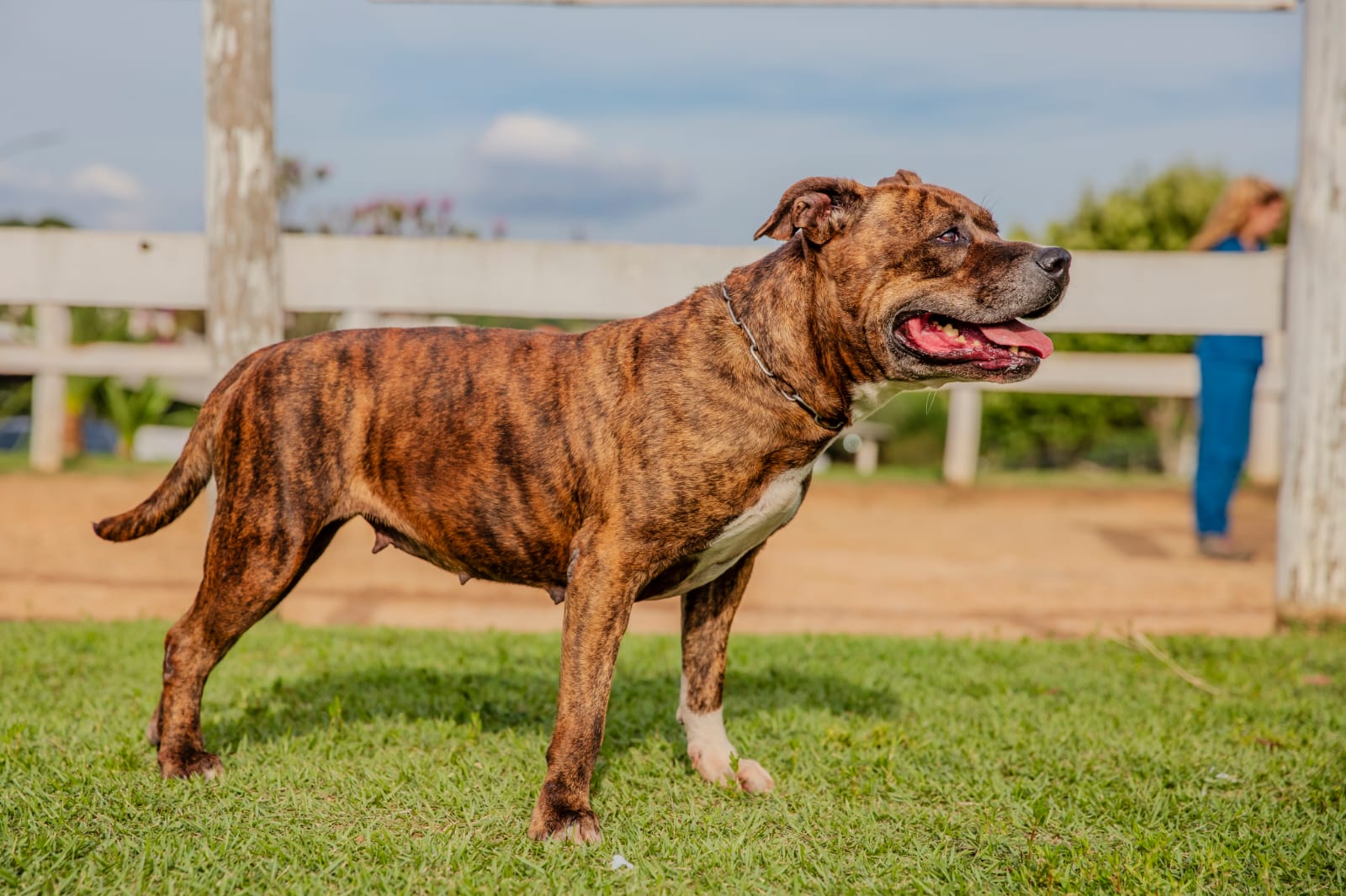 Cães para Adoção