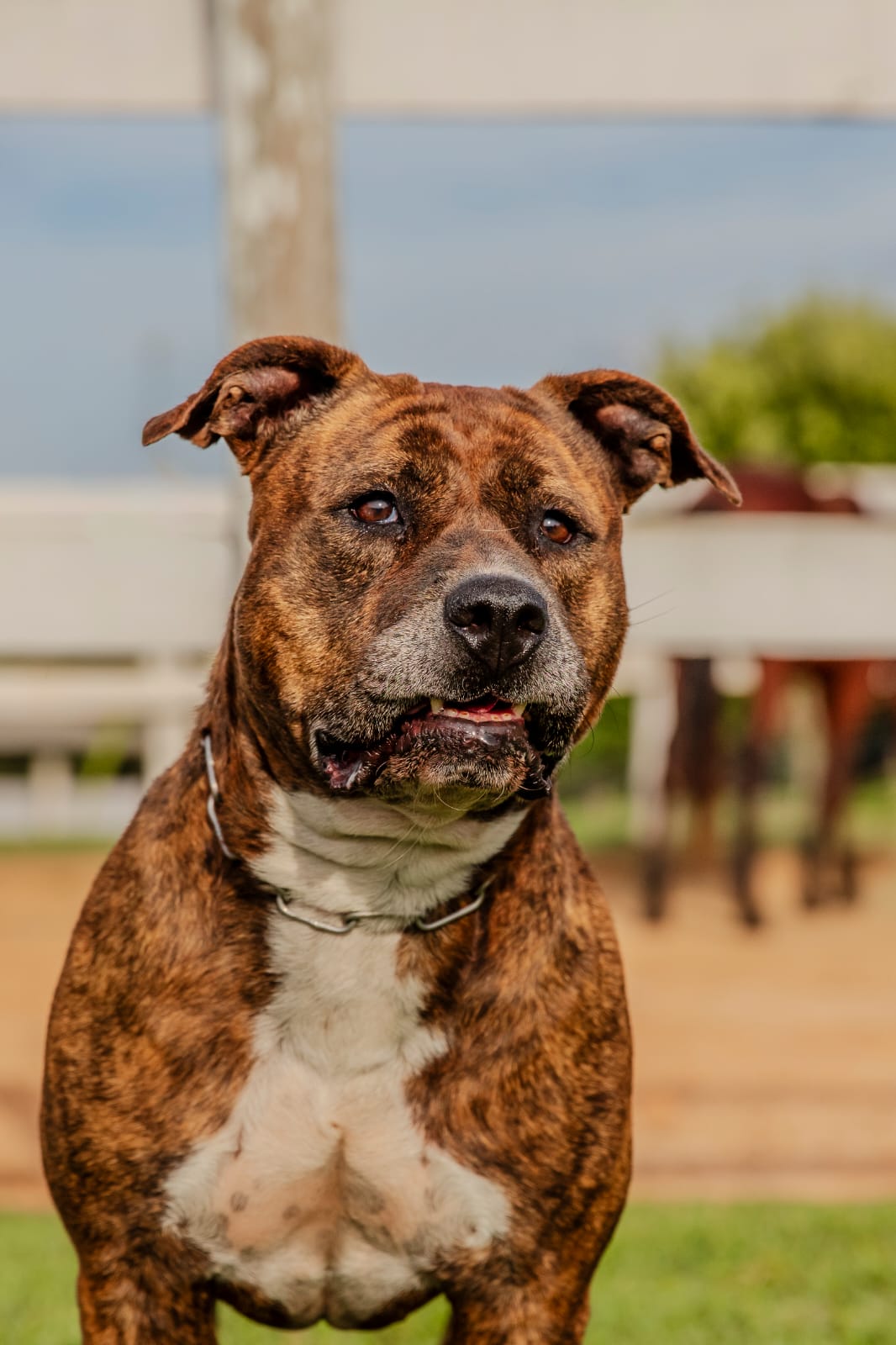 Cães para Adoção