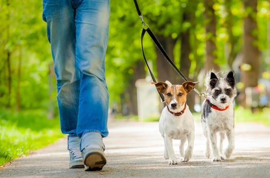 Caminhada Solidária