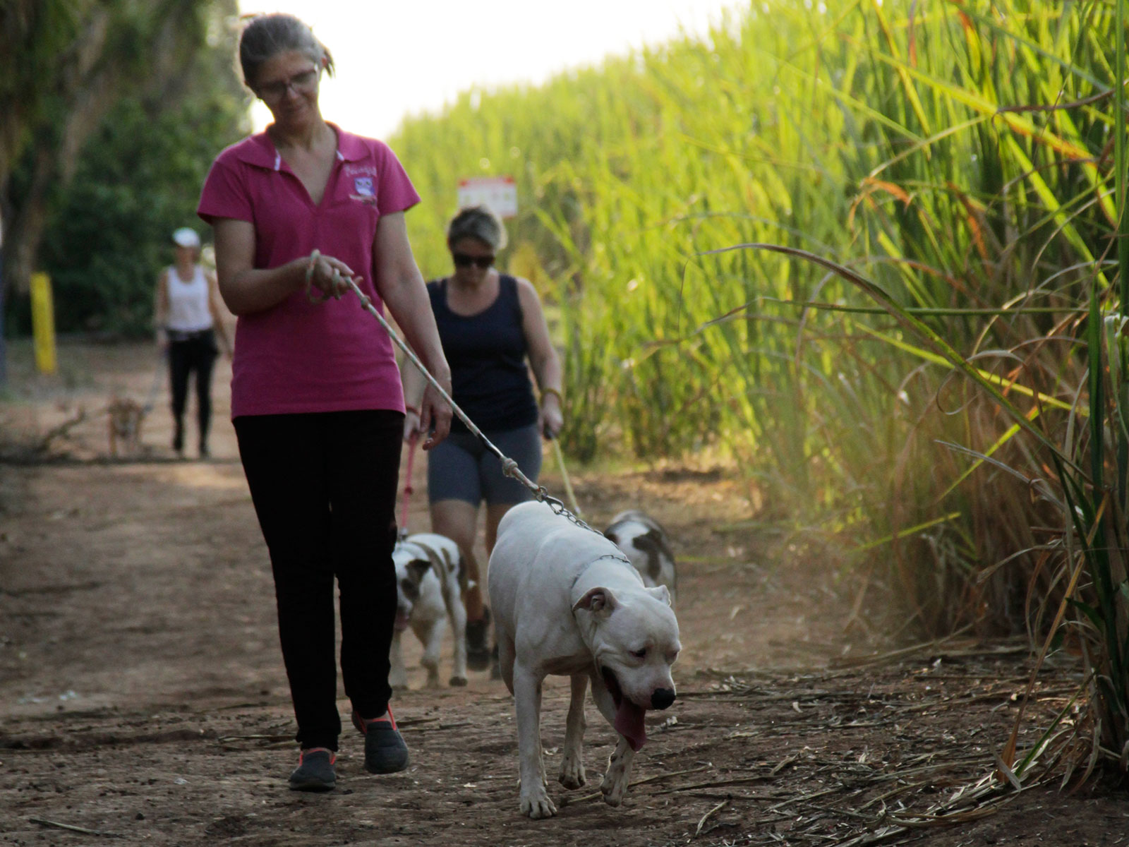 Cães para Adoção